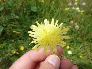 Unique fleur jaune dotée de languettes. Agrandir dans une nouvelle fenêtre (ou onglet)